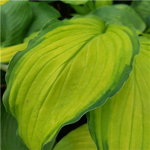 Hosta 'Lady Guinevere'